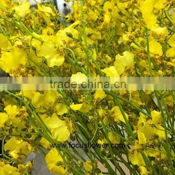 Perennial Plant Fresh Cut Yellow Holland Of Orchid From YUNNAN