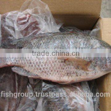 TILAPIA WHOLE ROUND