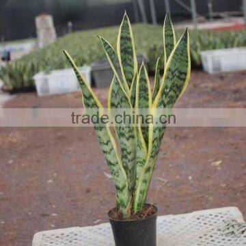 Bonsai sansevieria for living room make the air clean