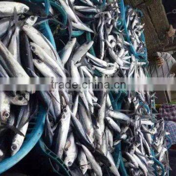 Chinese Anchoy Factory Price For Canned