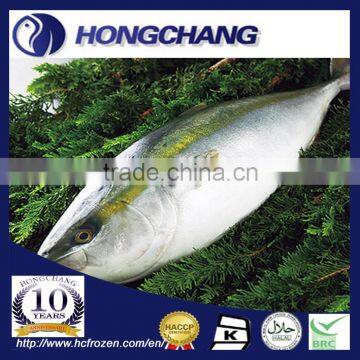 Frozen Japan Yellowtail