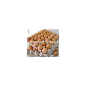 BROWN CHICKEN EGGS photo-3