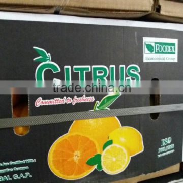 15 kg and 8 kg is packing of Navel and Valencia Orange carton net weight from Egypt