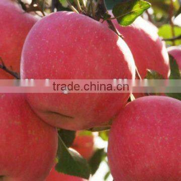 sell sweet crisp fuji apple so red from yantai