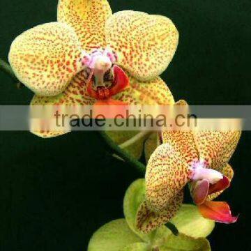 Phalaenopsis hybrids spotted (Phalaenopsis Spotted)