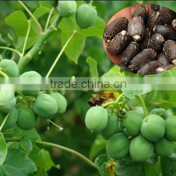 Good price jatropha seed for cultivation