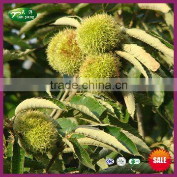 2015 New Crop Bulk Organic Fresh Raw Chinese Chestnut Nuts