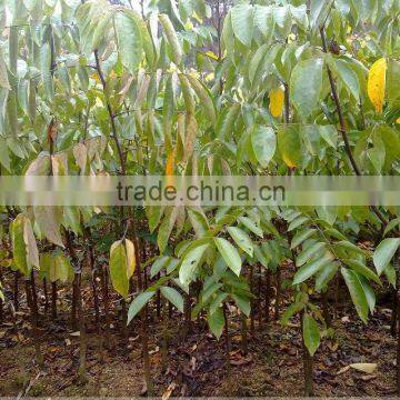Carambola Fruit Tress Seedling