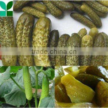 High quality canned pickled cucumber in promotion