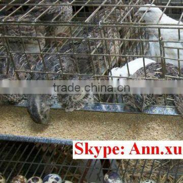 Quail Cage Equipment With All the Accessary