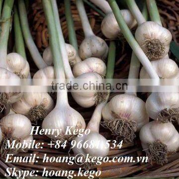 Fresh Garlic photo-6