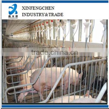 pig gestation crates