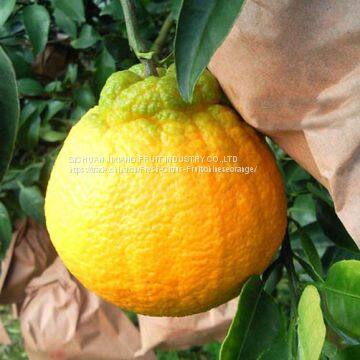 Chinese fruit citrus/orange with Own Orchard and Factory