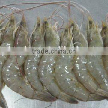 Shrimp Multiple Layer Continuous Type Mesh Belt Dryer photo-6