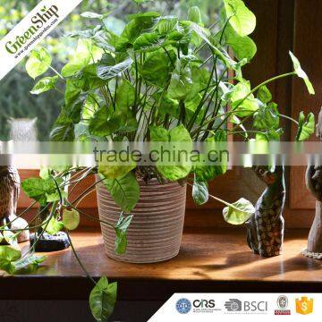 New Designed High Quality Fiberglass Planters Wholesale _ GreenShip photo-4