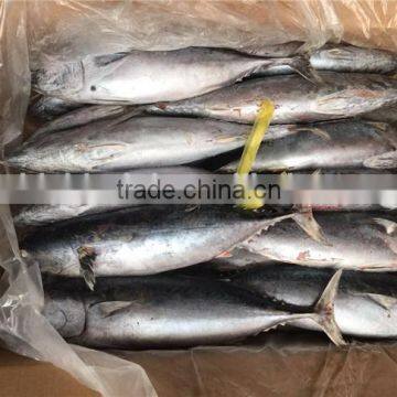 2016 New Frozen Bonito Tuna 200-300g photo-2