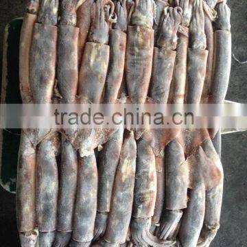 2016 Frozen High Quality Illex Squid 100g-150g photo-2