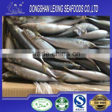 Seafood Fish Frozen Pacific Mackerel photo-2