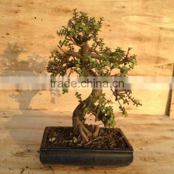 Portulacaria Afra ( Jade Plant) Bonsai S Shape photo-4
