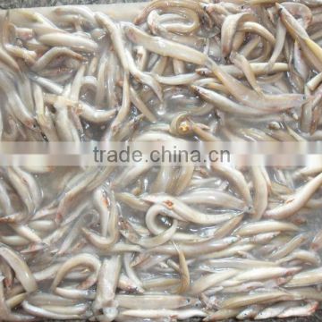 Frozen fish feed BQF sand lance