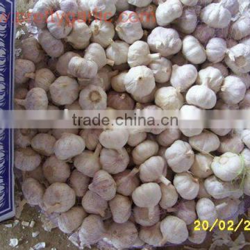 China Fresh garlic