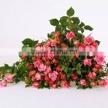Colorful Sprayed Rose High Quality Fresh Cut Rose Flower photo-5
