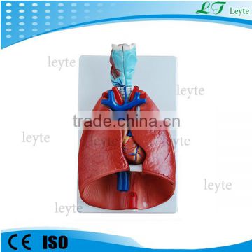 XC-320 Larynx Heart Lung Model