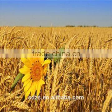 high qulity milling wheat soft or durum wheat