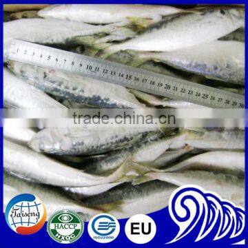 Newly Catches Frozen Round Scad Fish With Good Quality for Sale photo-4