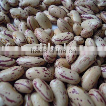 Light Speckled Kidney Bean/long shape 2010 crop