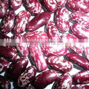 2011 New Crop Purple Speckled Kidney Beans