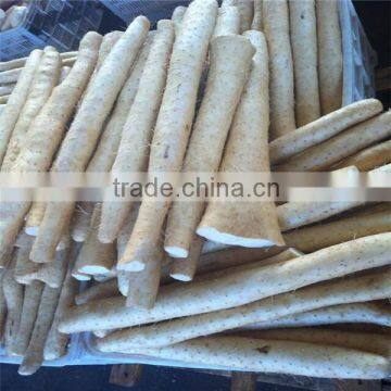 Chinese yam for export