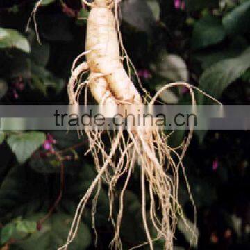 Fresh Ginseng