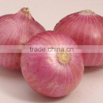 A grade Quality Onion for Sri lankan Importers