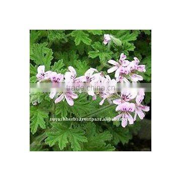 100% Pure Natural Geranium Essential Oil(Pelargonium graveolens)