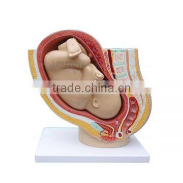 High Quanlity Newborn Embryo Midwifery Model photo-2