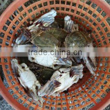 Frozen Blue Swimming Crab wholesale foods