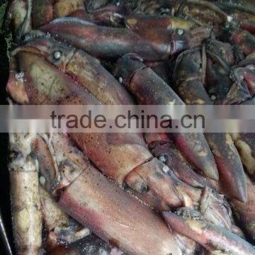 Frozen Squid and Todarodes Pacificus photo-4