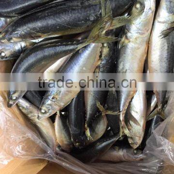 2016 Landing Sea Frozen Mackerel 300-500g photo-6