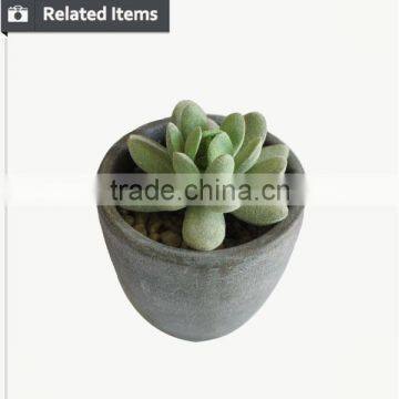 Hot Sale Mini Succulent Plants for Home and Garden Decoration photo-2