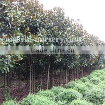 Magnolia grandiflora big nursery