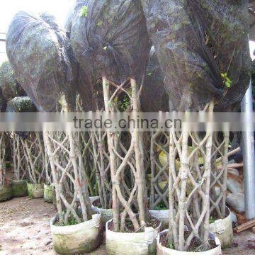 Ficus square shape ready for shipment