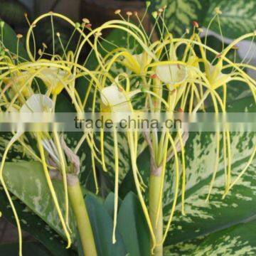 Wild Spider Lily (Hymenocallis Sp) Artificial Foam Flower