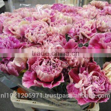 Dianthus