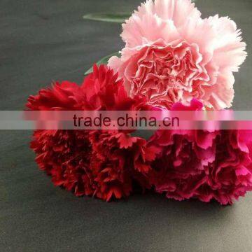 Best Price Fresh Cut Carnation Flower For Gifts & Decorations Wholesale From Yunnan ,China