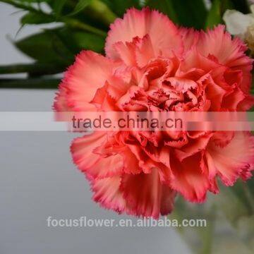 Natural Fresh Cut Carnation Type Carnation Malaysia From Kunming photo-5