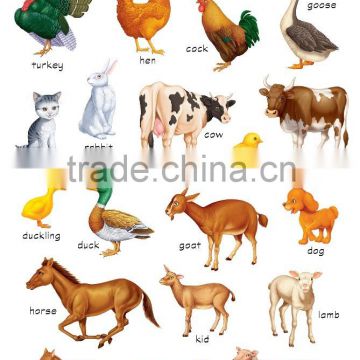 Wall Chart - FA0030E Domestic Animals