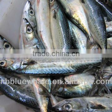 Frozen Seafood Whole Round Mackerel on Sale hot