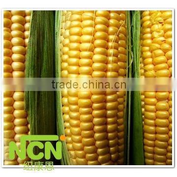 hot sell-frozen sweet corn cob