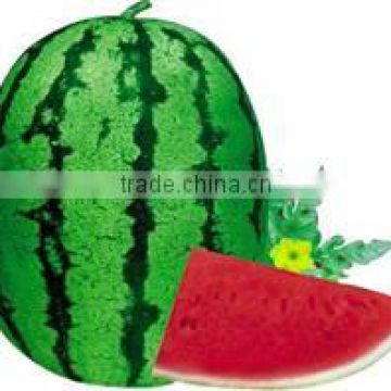 Improve No.5 big size oval shape hybrid f1 watermelon seeds